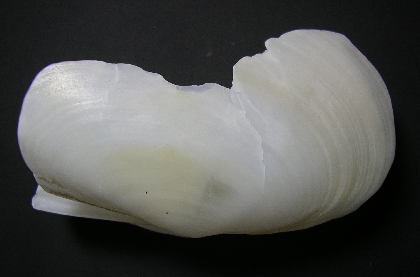 bivalve